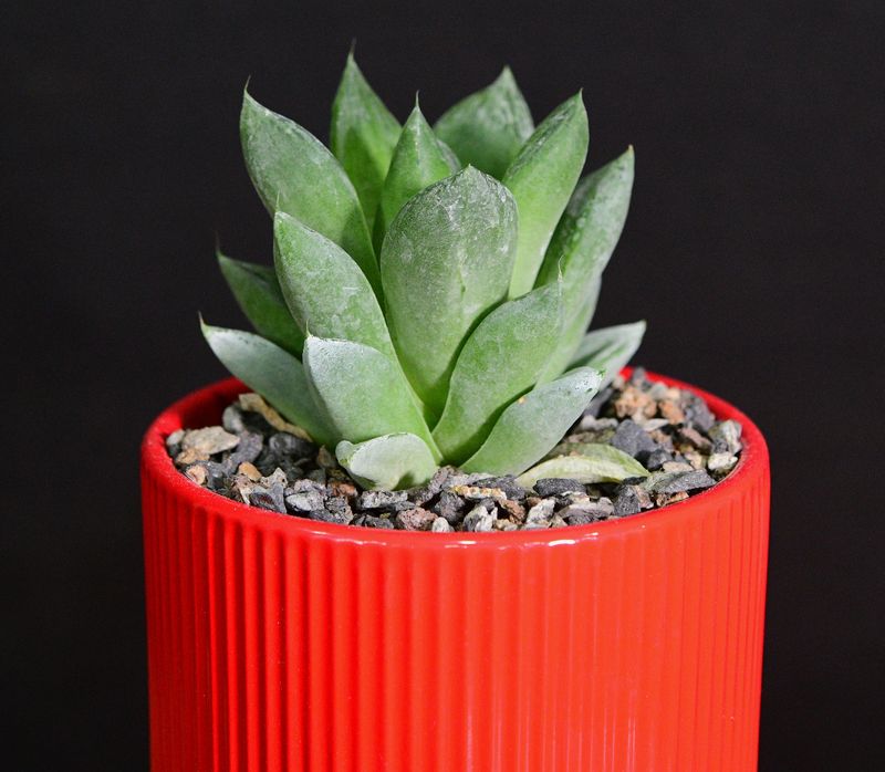Haworthia cuspidata in Ceramic Gift Pot side angle