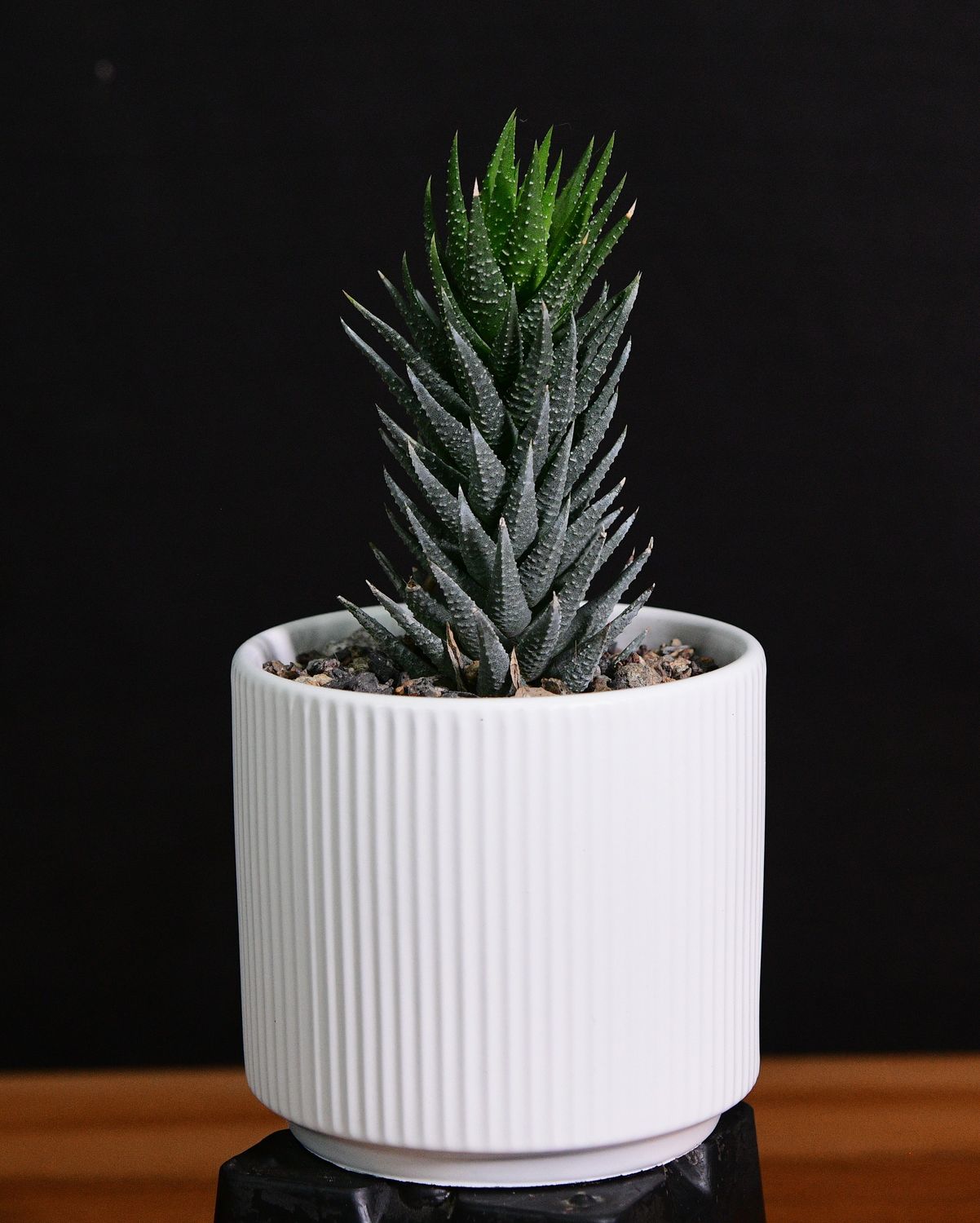 Haworthia reinwardtii in Ceramic Gift Pot Haworthia reinwardtii in Ceramic Gift Pot front view