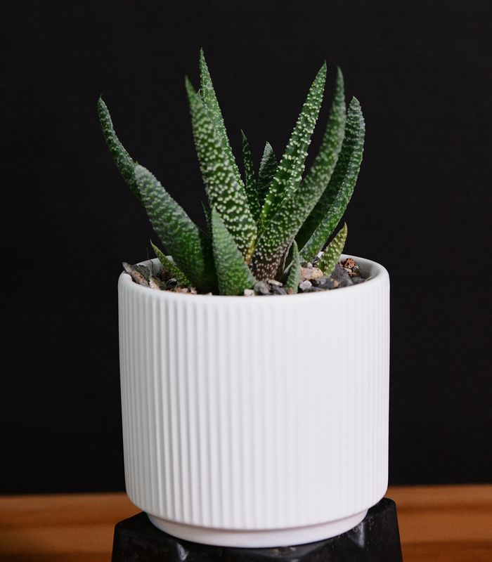 Gasteria 'Okavango' in Ceramic Gift Pot side angle