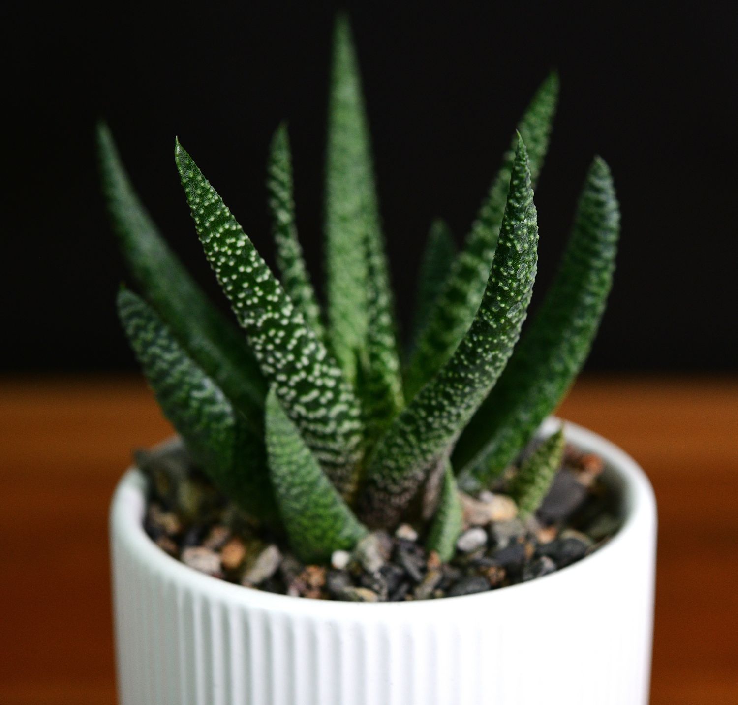 Gasteria 'Okavango' in Ceramic Gift Pot front view