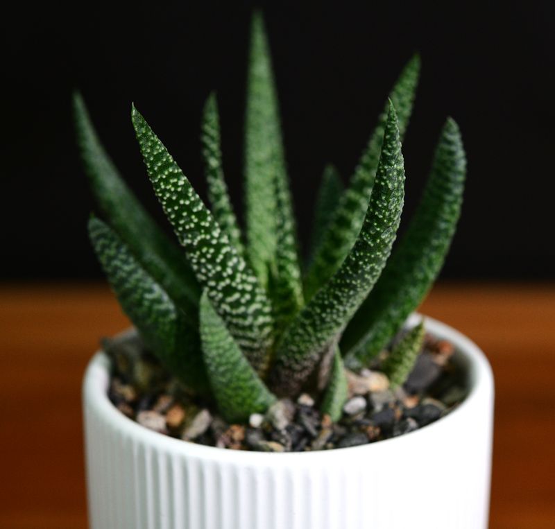 Gasteria 'Okavango' in Ceramic Gift Pot Gasteria 'Okavango' in Ceramic Gift Pot front view