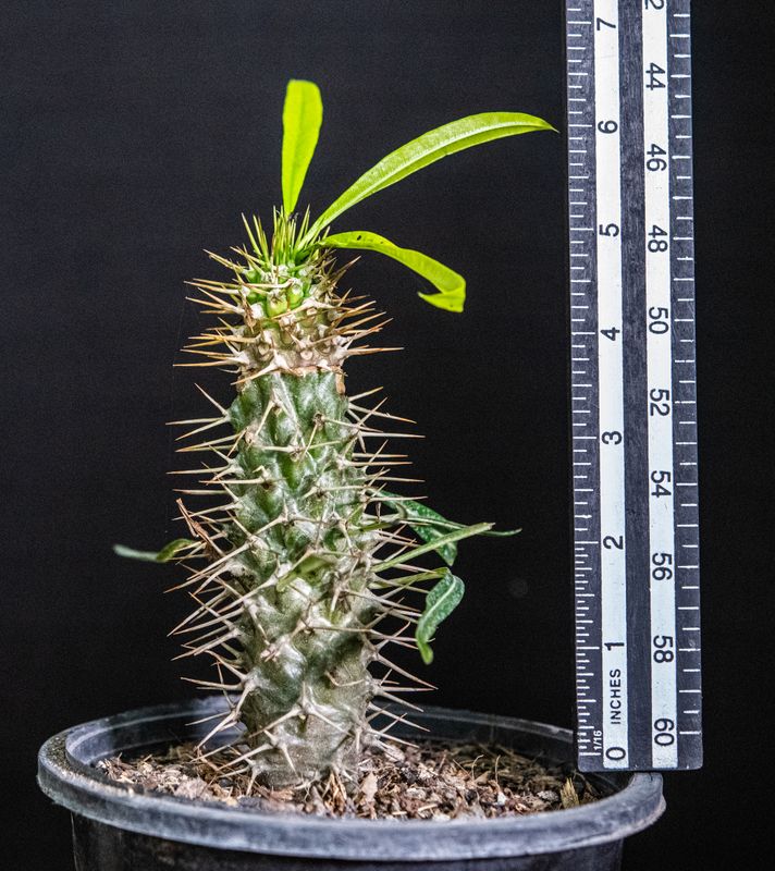 Pachypodium lamerei variegated