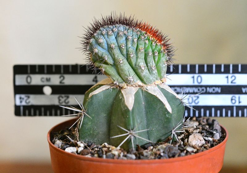 Cipocereus bradei crest with ruler for size reference in pot
