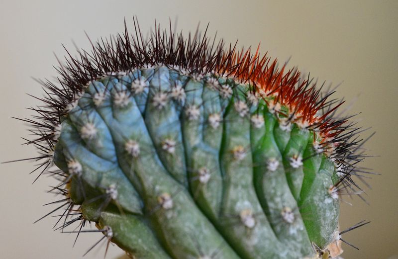 Cipocereus bradei crest Cipocereus bradei crest close-up of crown and spines