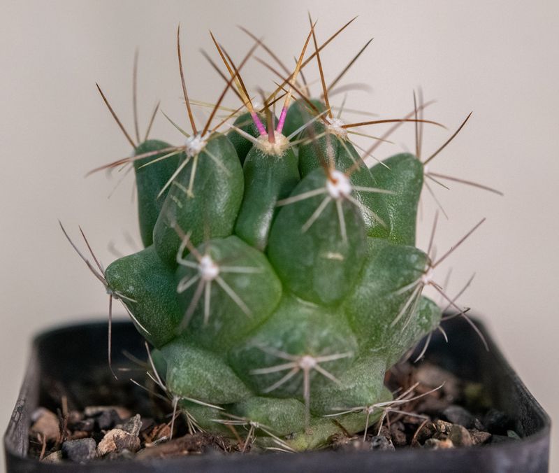 Thelocactus tulensis side angle