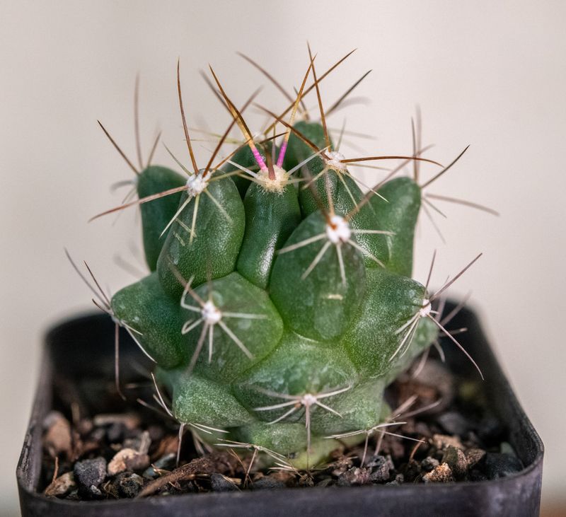 Thelocactus tulensis Thelocactus tulensis front view