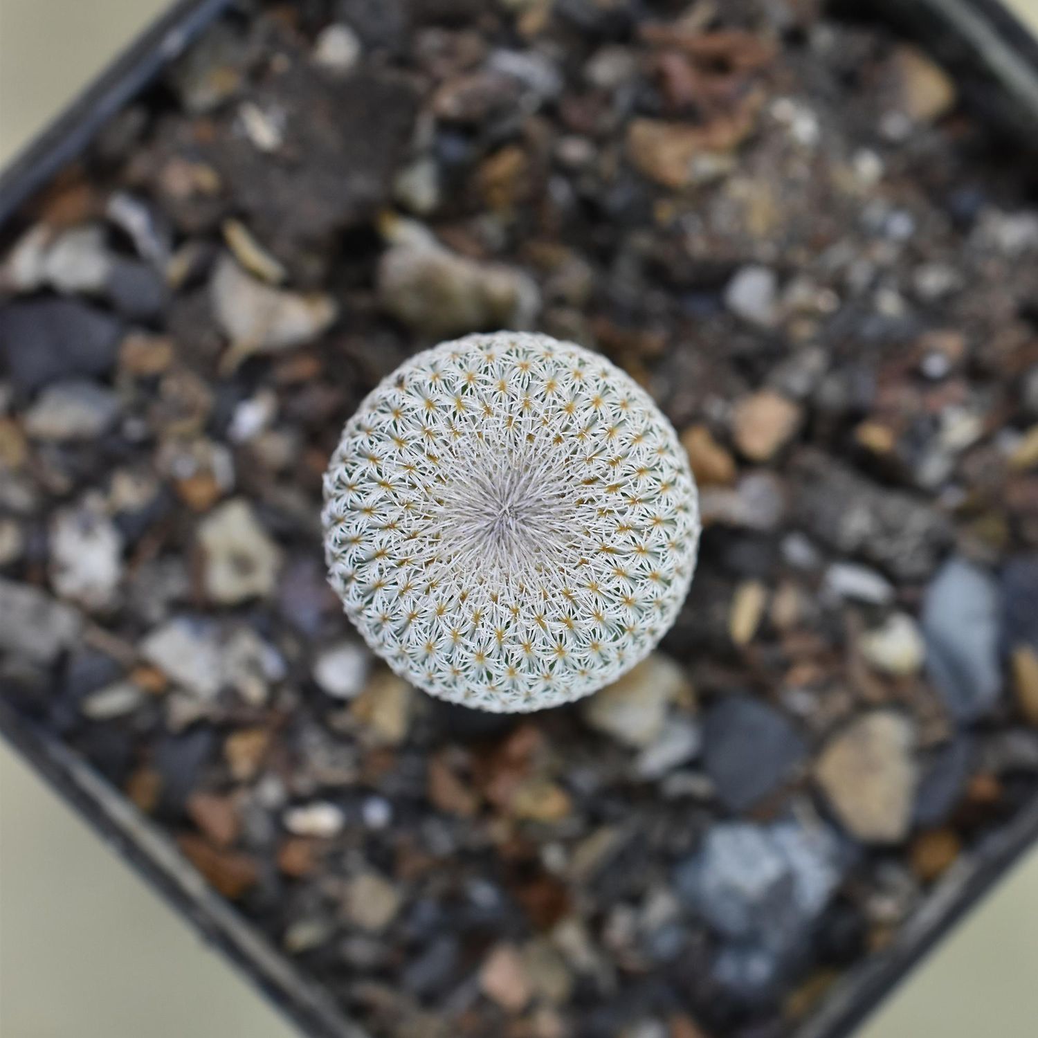 Epithelantha micromeris