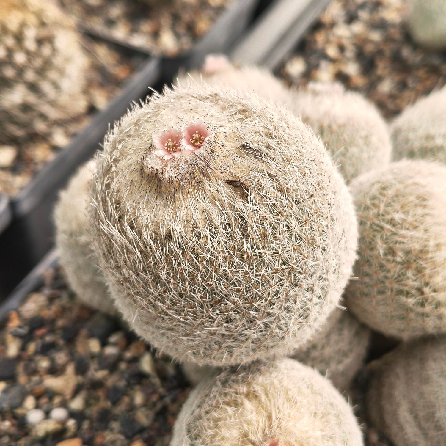 Epithelantha micromeris