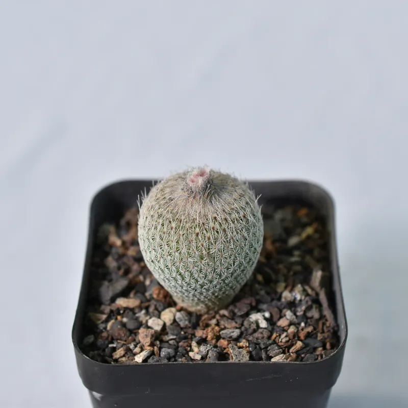 Epithelantha micromeris whole plant, front view