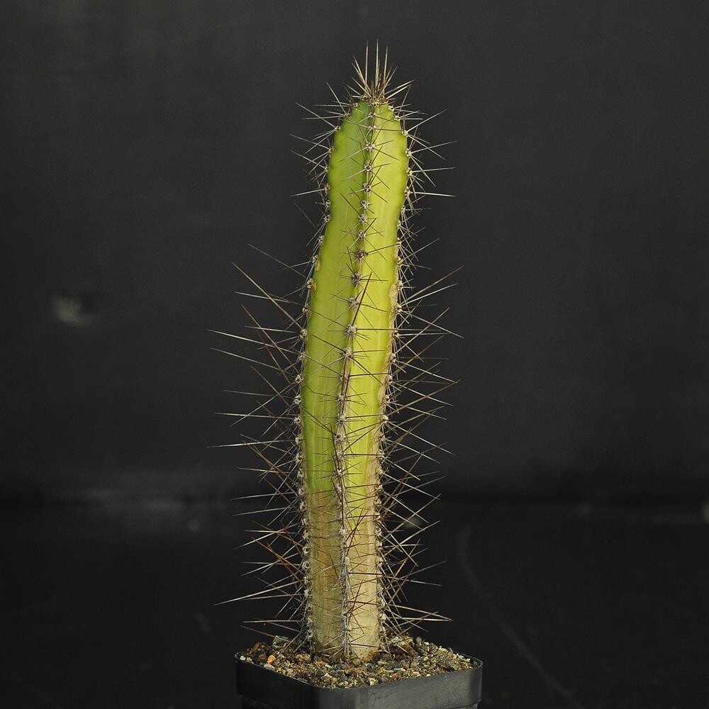 Cereus forbesii  (Native Form)