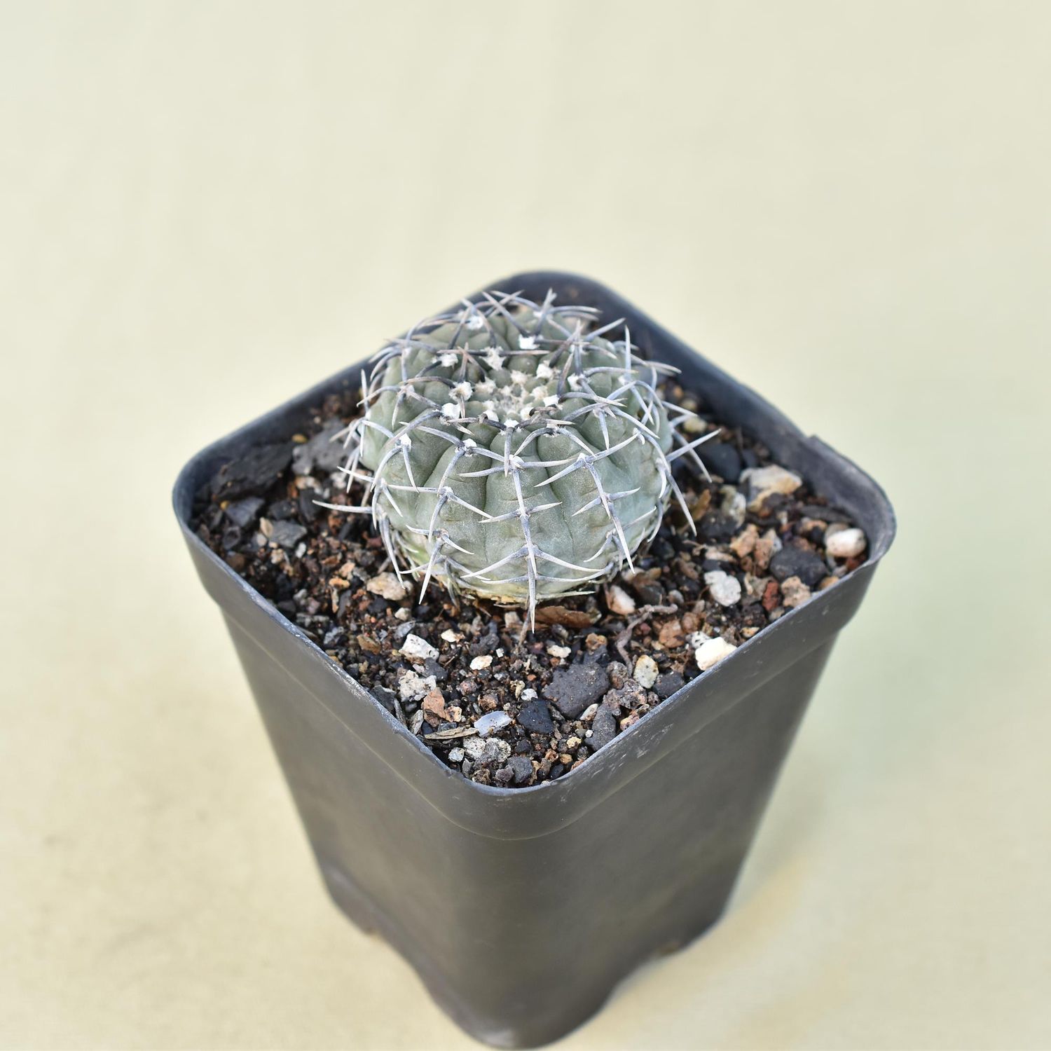 Gymnocalycium occultum front view