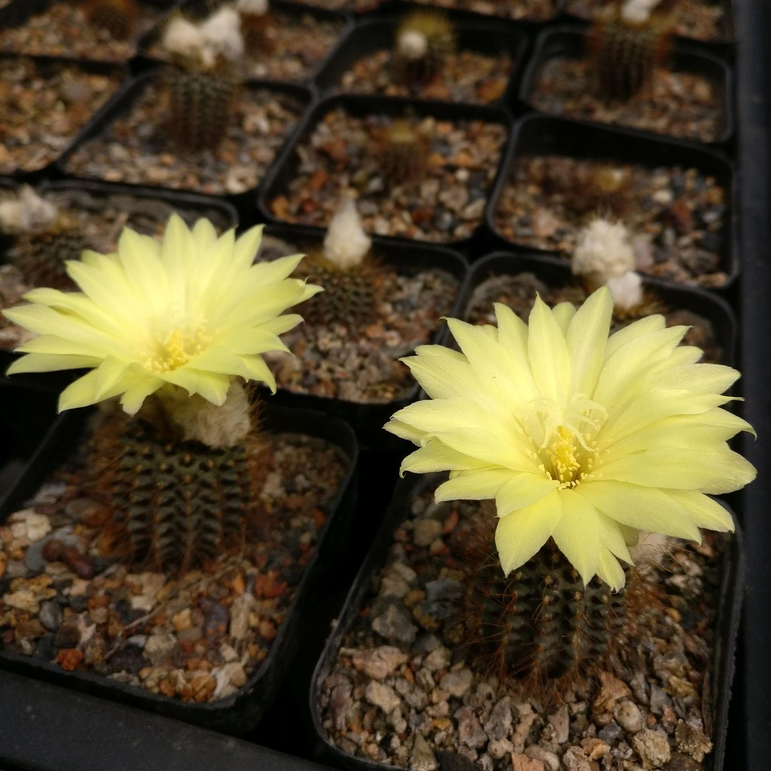 Frailea Mammifera