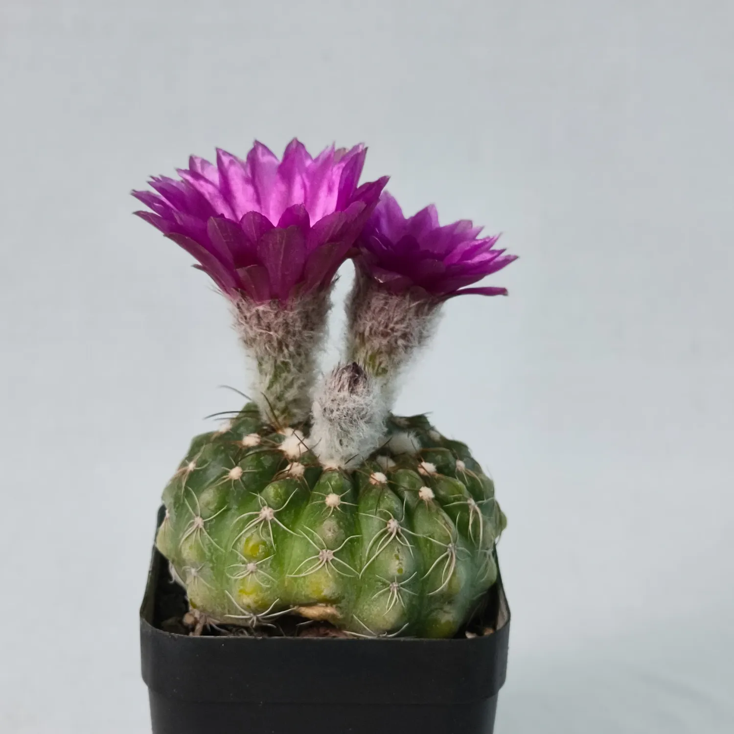 Notocactus uebelmannianus Buining