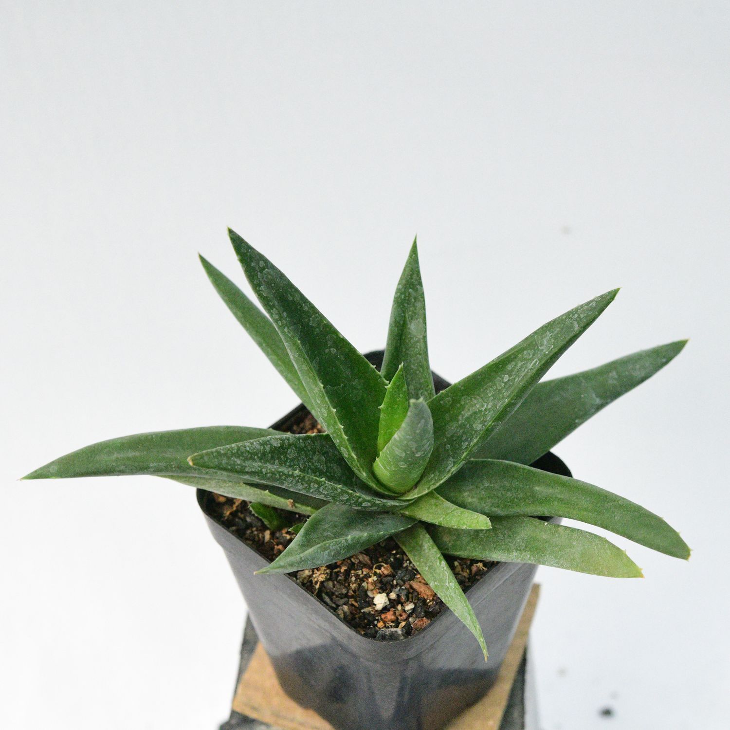 Aloe Walmsley's Bronze