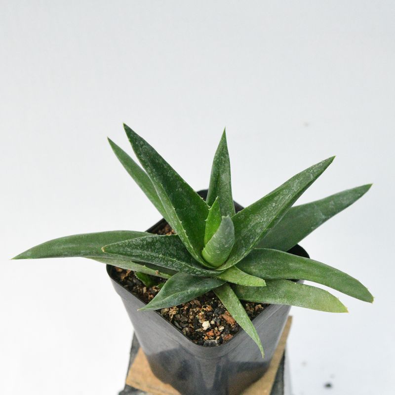 Aloe Walmsley's Bronze