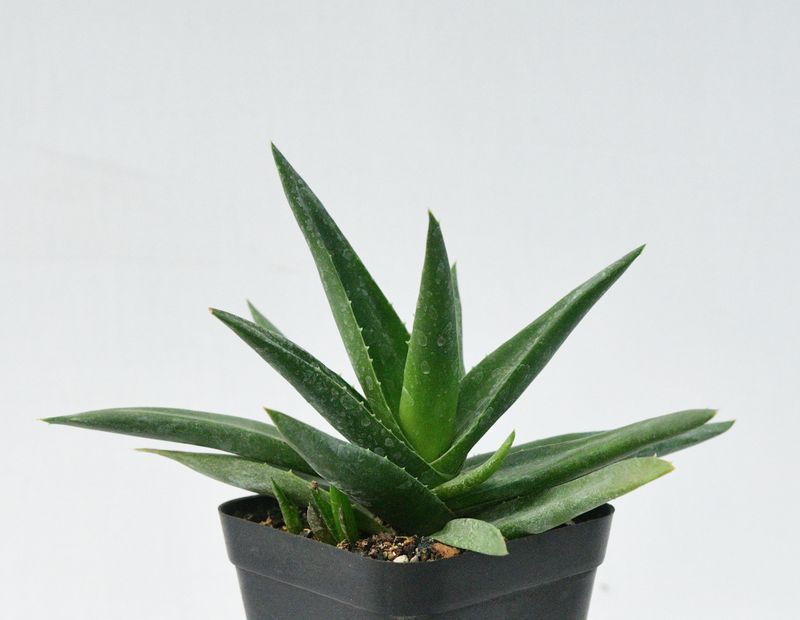 Aloe Walmsley's Bronze front view