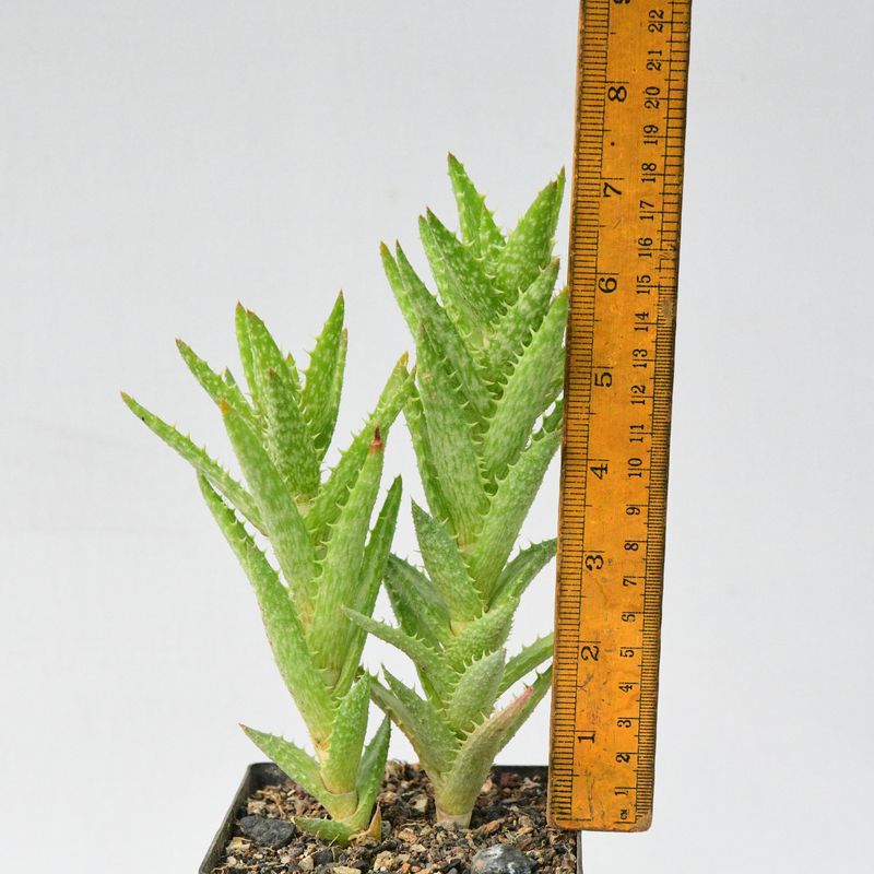 Aloe Juvena