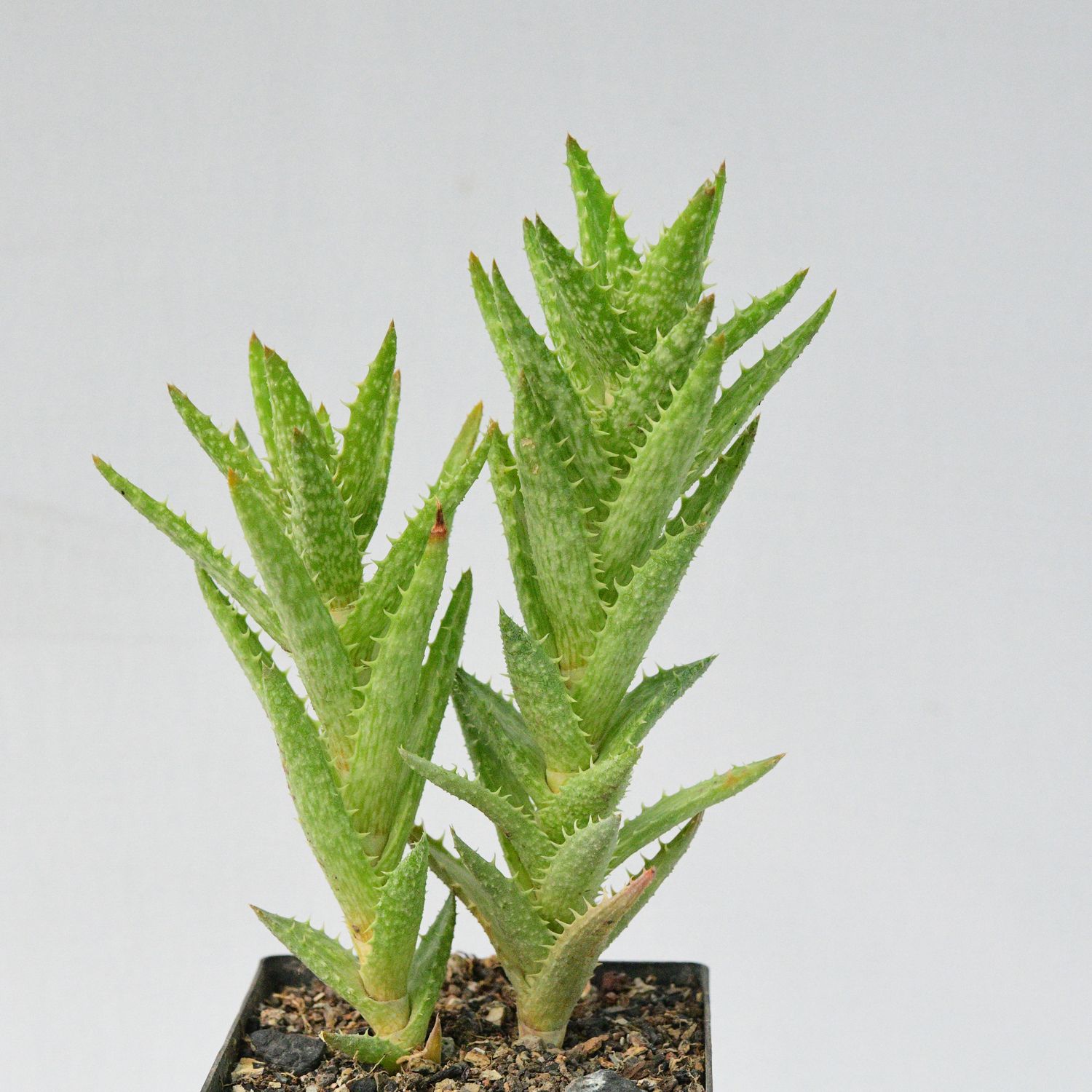 Aloe Juvena