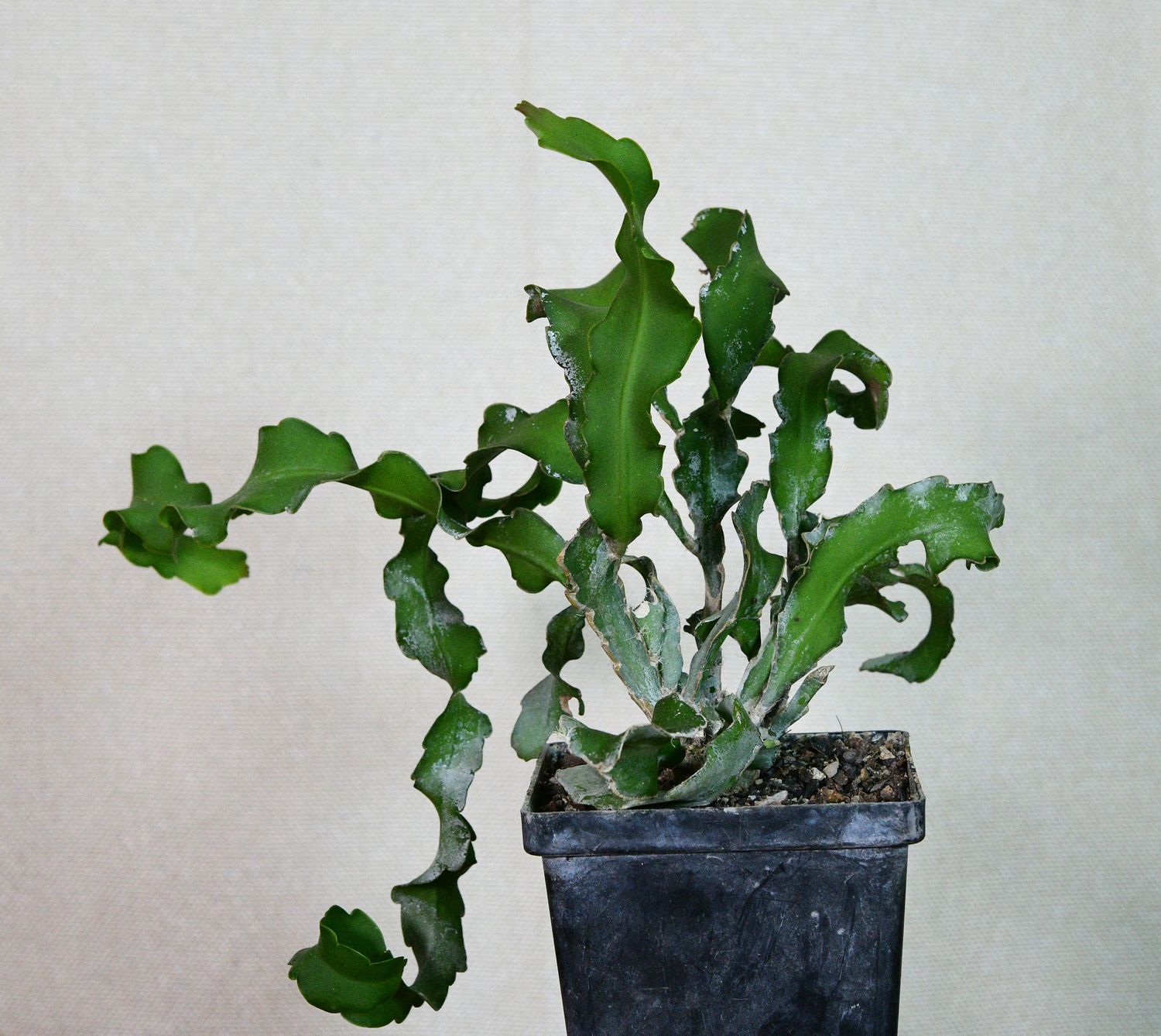 Epiphyllum guatemalense monstrose "Curly Locks" full plant overview in pot