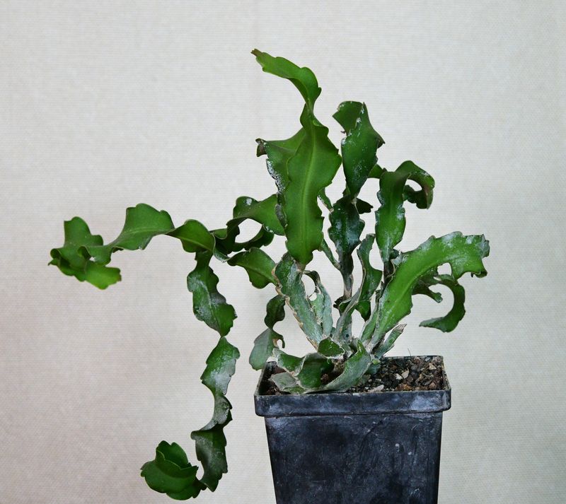 Epiphyllum guatemalense monstrose Epiphyllum guatemalense monstrose "Curly Locks" full plant overview in pot