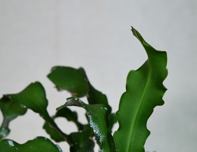 Epiphyllum guatemalense monstrose "Curly Locks" close-up of curved leaf detail