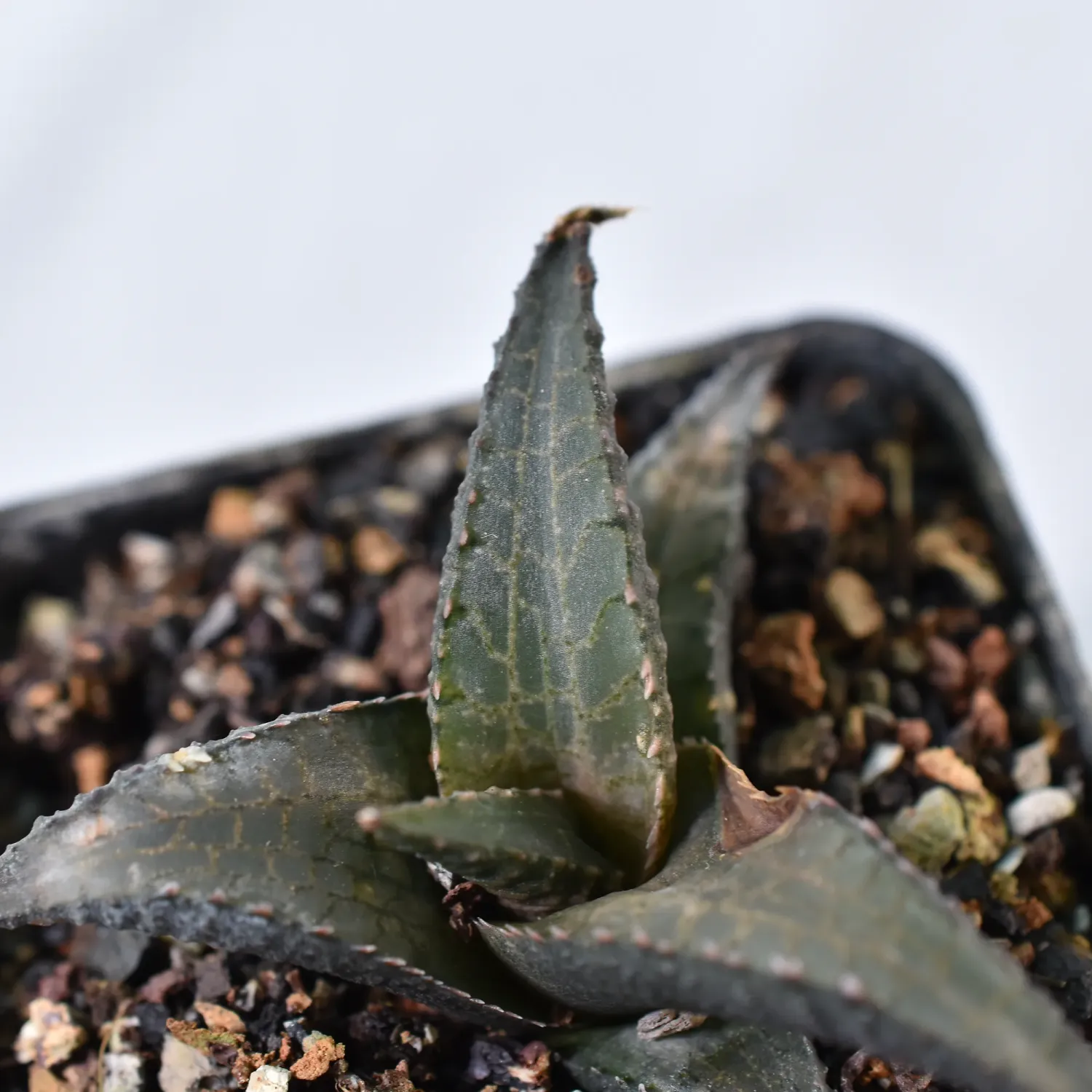 Haworthia venosa subsp. tessellata (Thick skin)