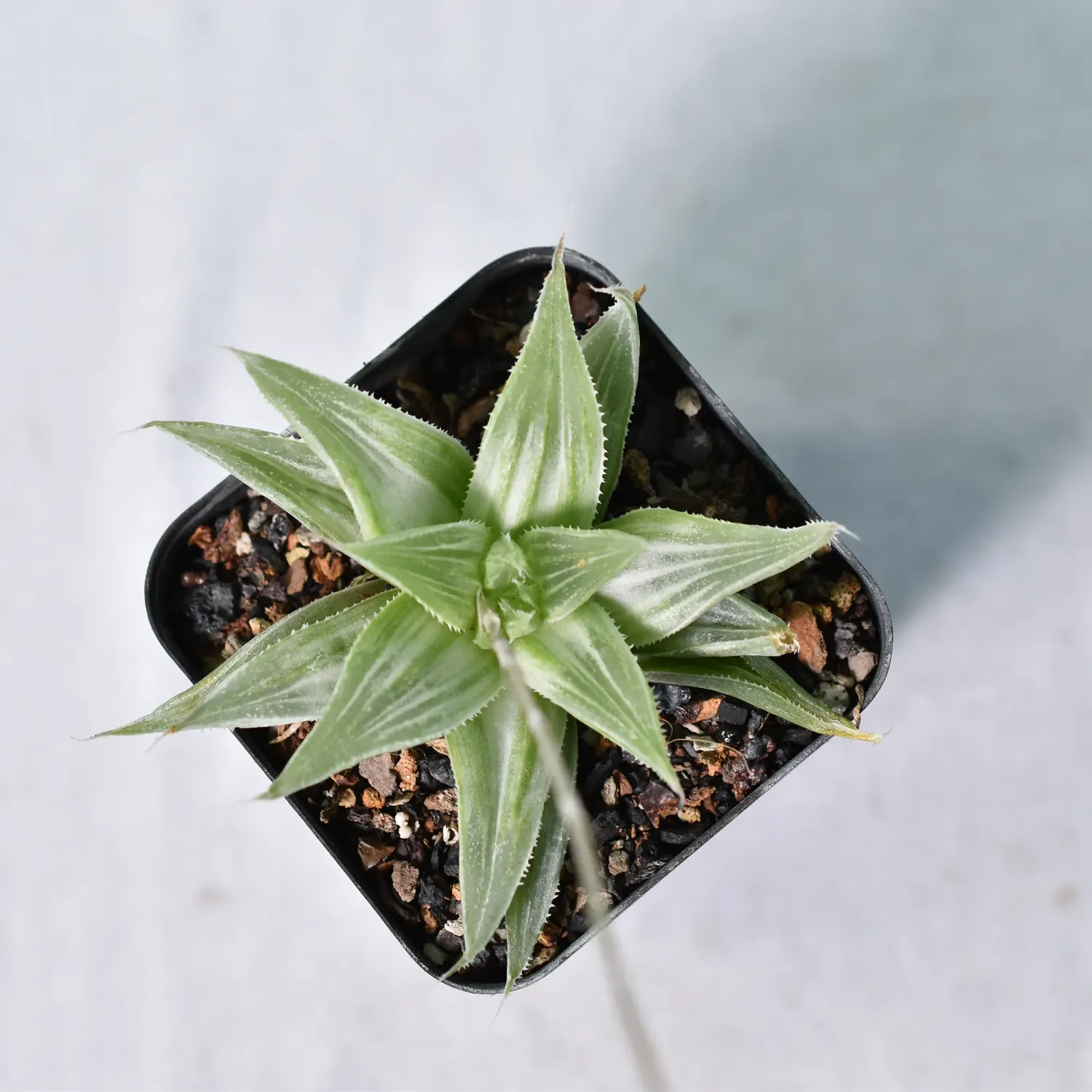 Haworthia magnifica var. acuminata cv. Grey Ghost Haworthia magnifica var. acuminata cv. Grey Ghost