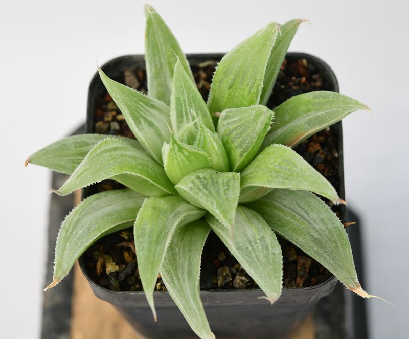 Haworthia magnifica var. acuminata cv. Grey Ghost front view, different angle