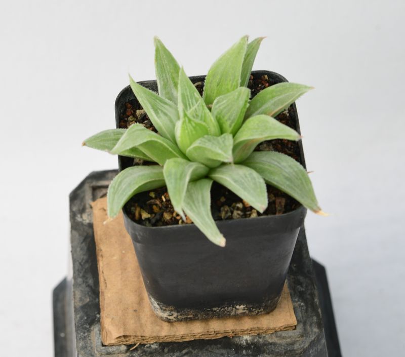 Haworthia magnifica var. acuminata cv. Grey Ghost Haworthia magnifica var. acuminata cv. Grey Ghost front view