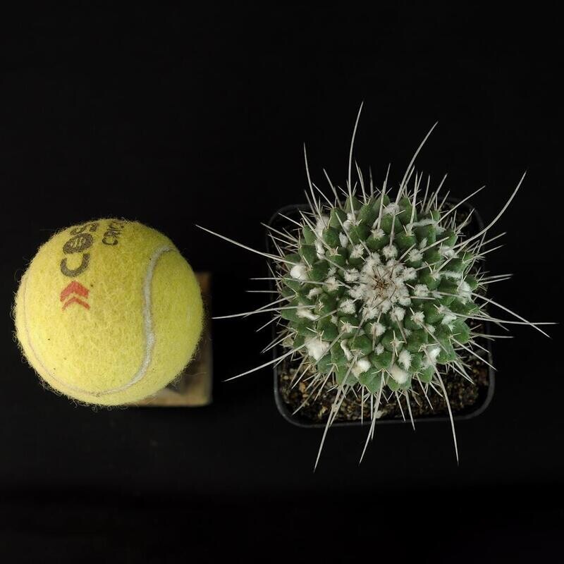 Mammillaria Compressa with tennis ball for size comparison