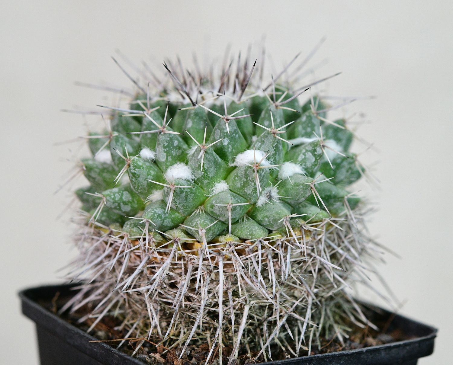 Mammillaria compressa Mammillaria compressa