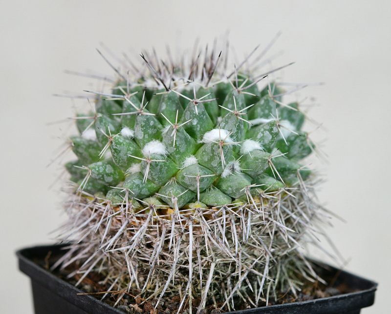 Mammillaria compressa Mammillaria compressa