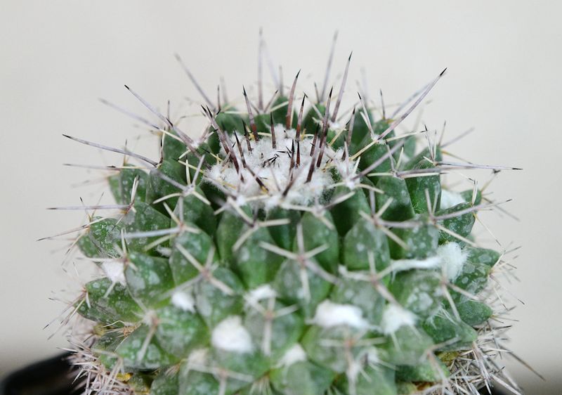 Mammillaria compressa