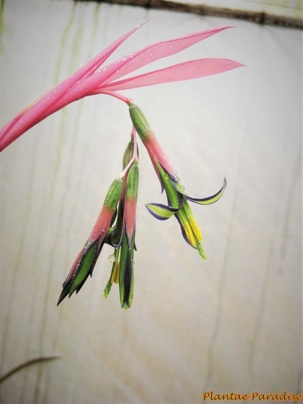Bromeliad : Bilbergia nutans or Queens Tears Bromeliad : Bilbergia nutans or Queens Tears