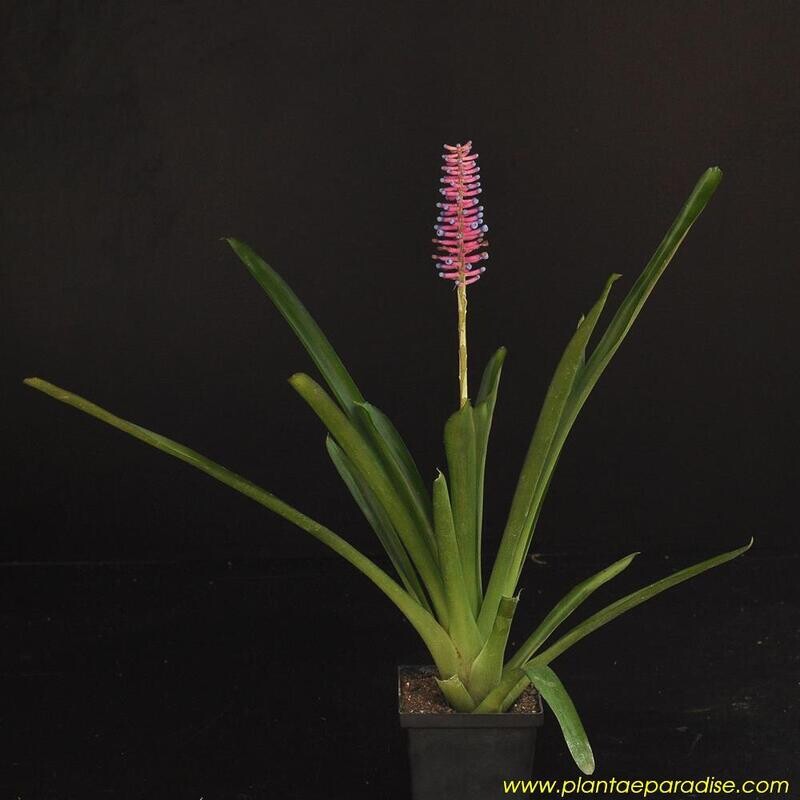 Bromeliad : Aechmea gamosepala : Matchstick Bromeliad