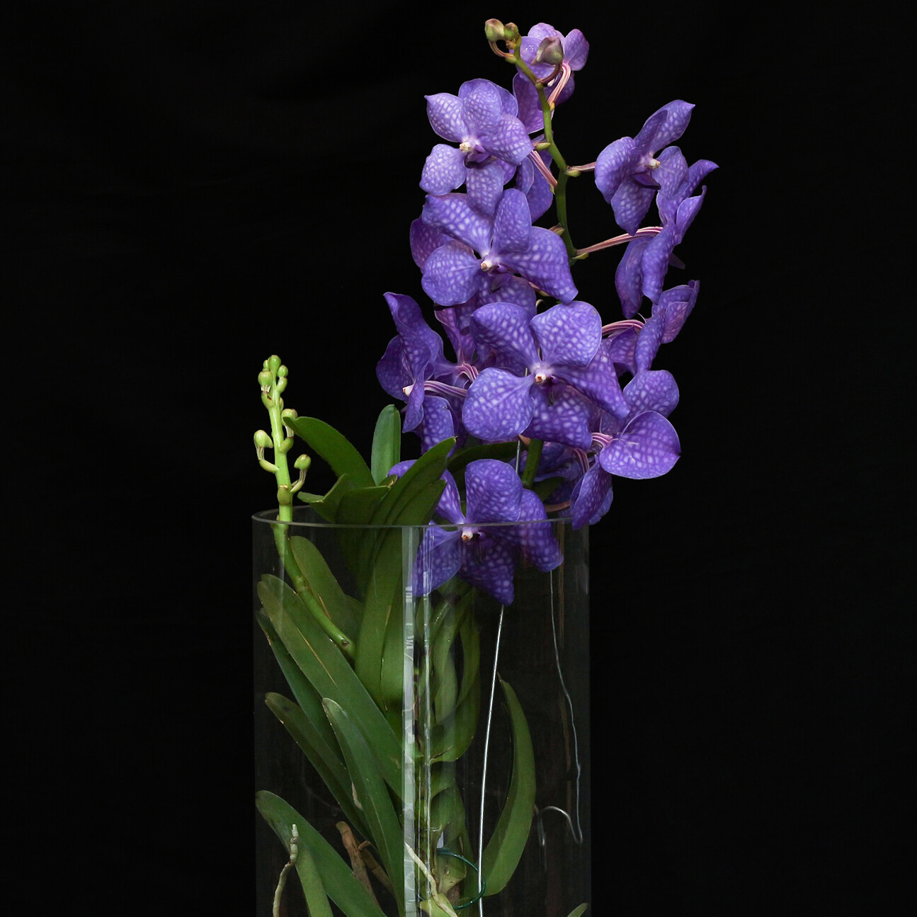 Vanda | Orchidées | Paris | Fleurs de Prestige