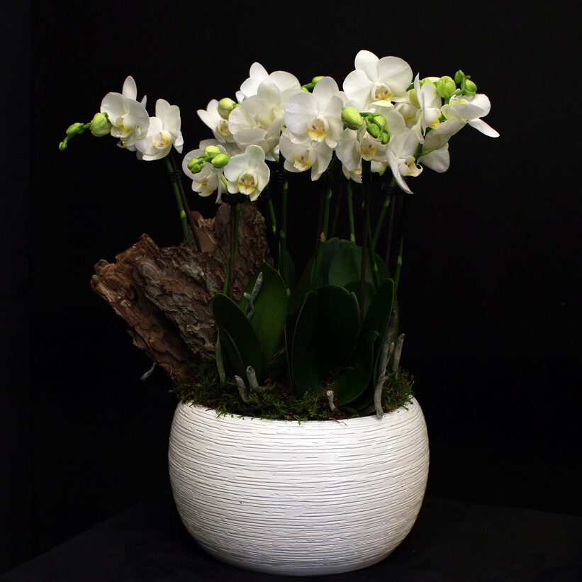 Minis Orchidées