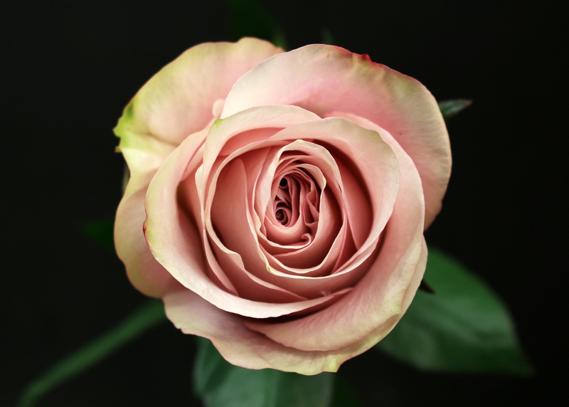 Rose Secret