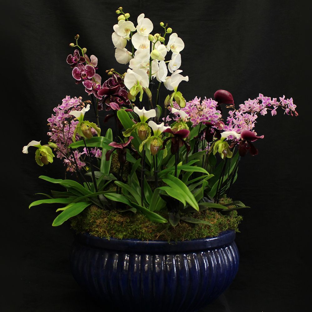 Un pot raffiné rempli d&#39;orchidées créant une harmonie florale exquise.
