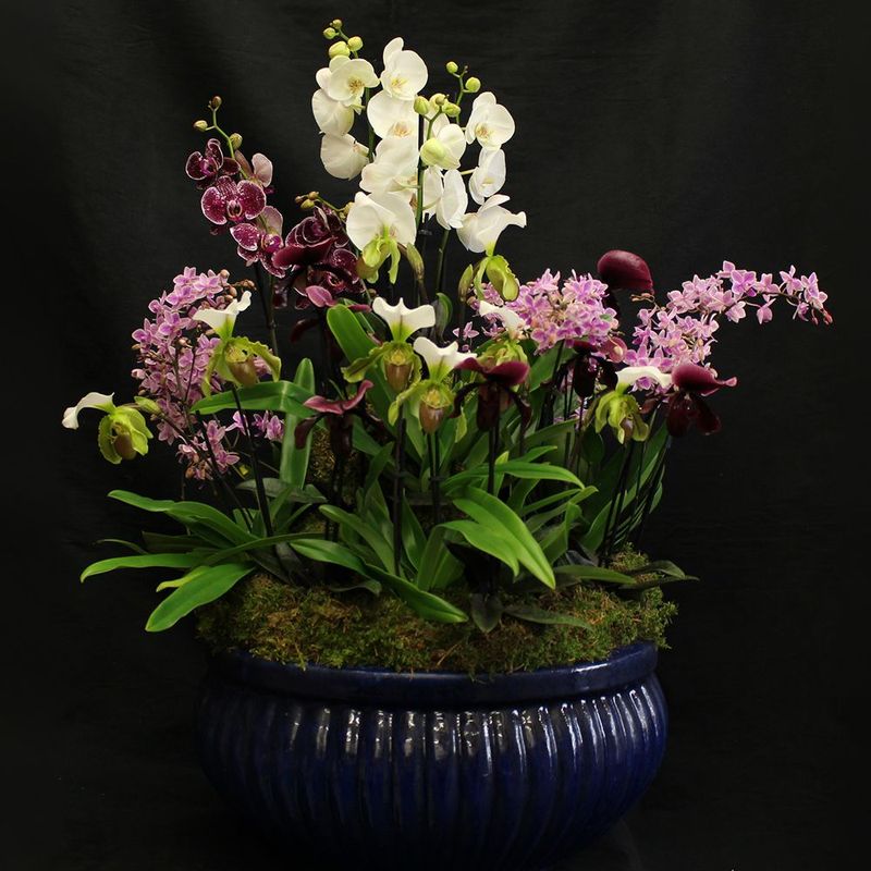 Orchidées de prestige