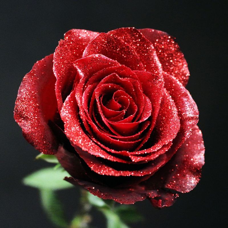 Collection de roses