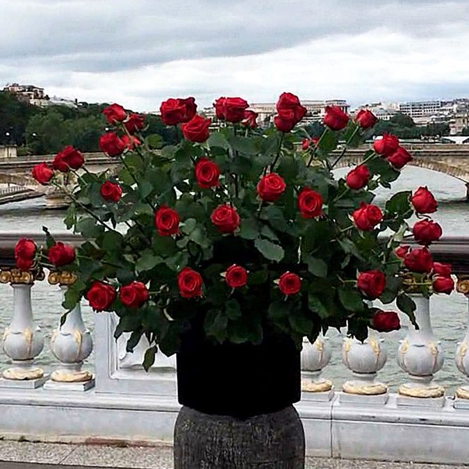 Bouquets de roses