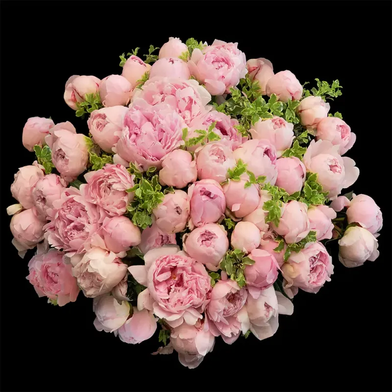 Bouquets de pivoines