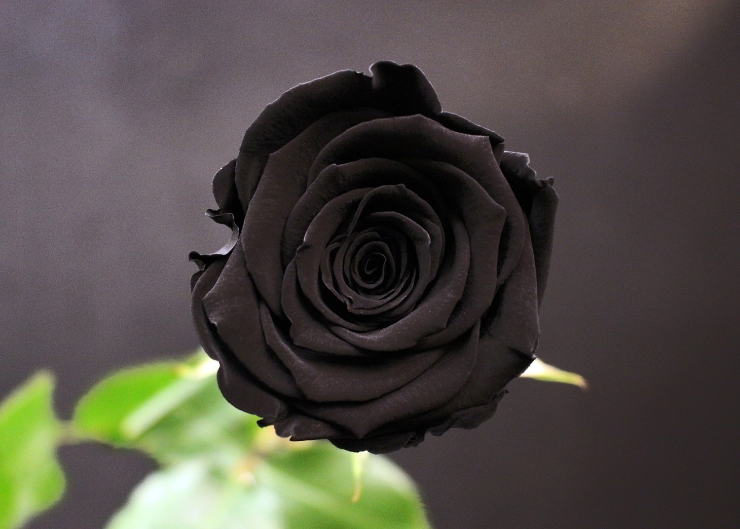 Combien Coute Une Rose Chez Un Fleuriste Rose Noire | Somptueuse | Paris | Fleurs de Prestige