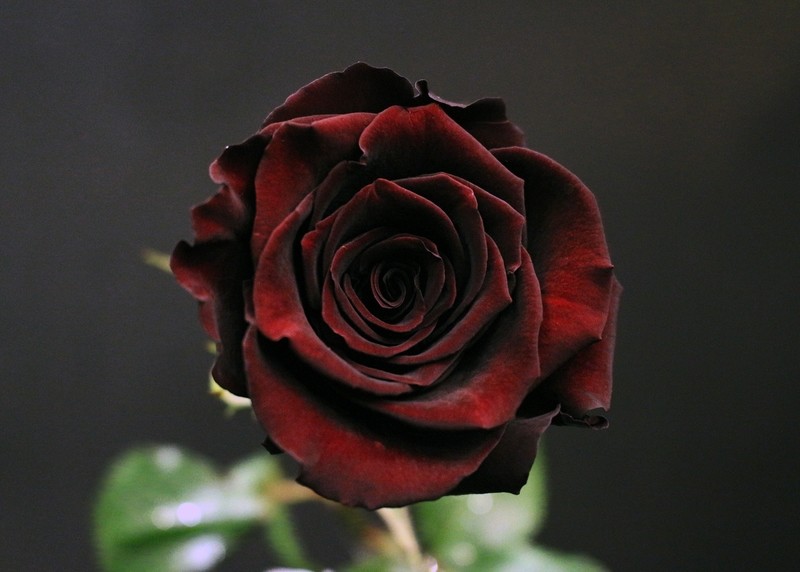 Rose Black Baccara ©