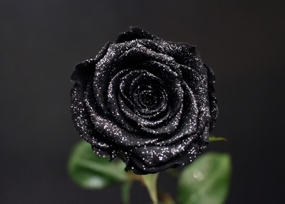 Rose Noire Argent