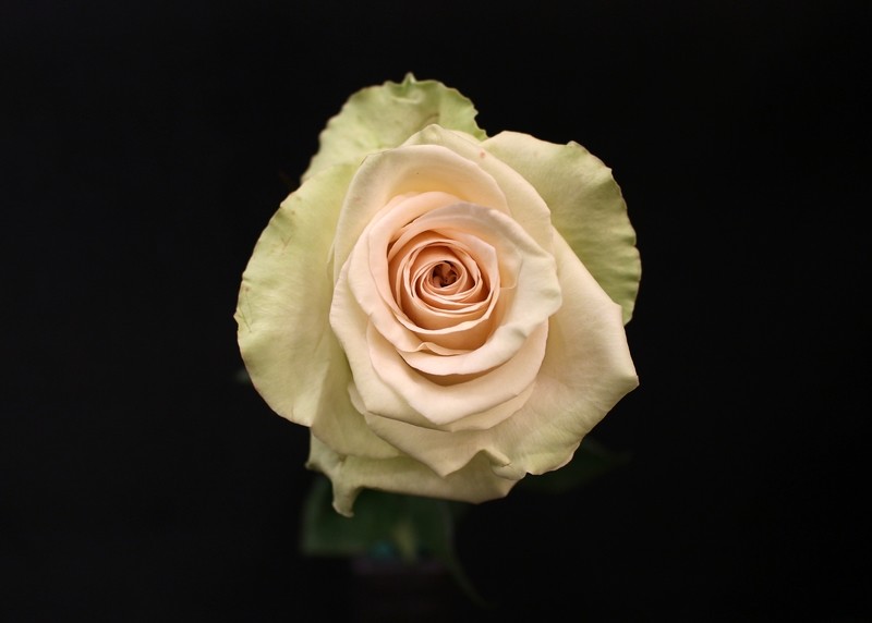 Rose La Perla
