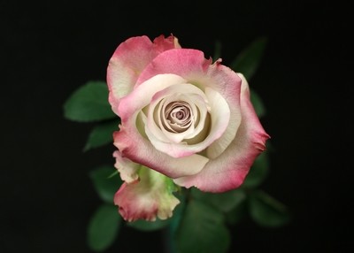 Rose Silver Shadow