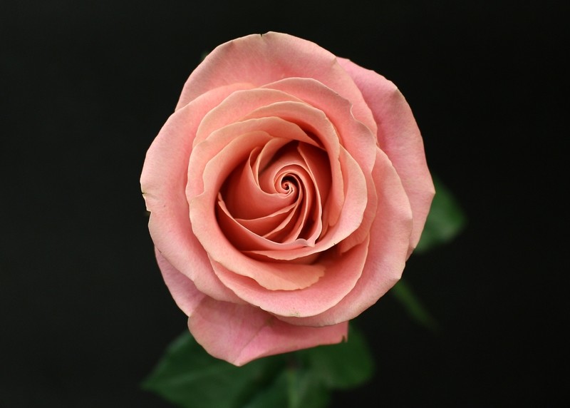 Rose Hermosa