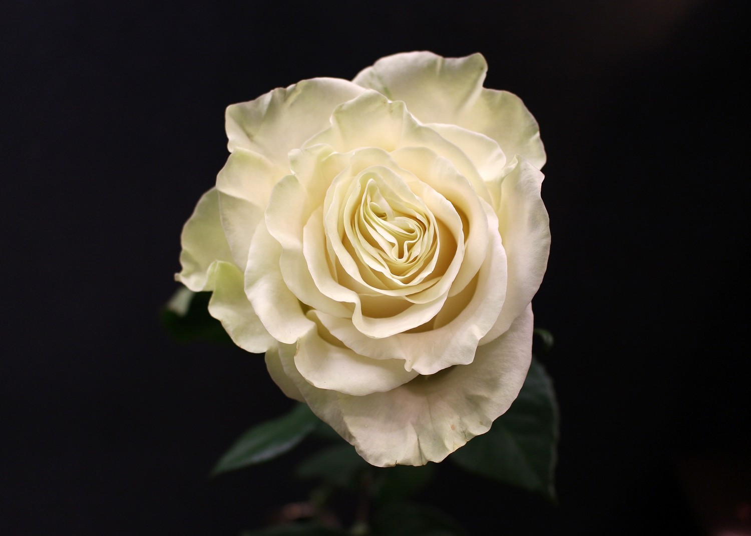 Rose Mondial